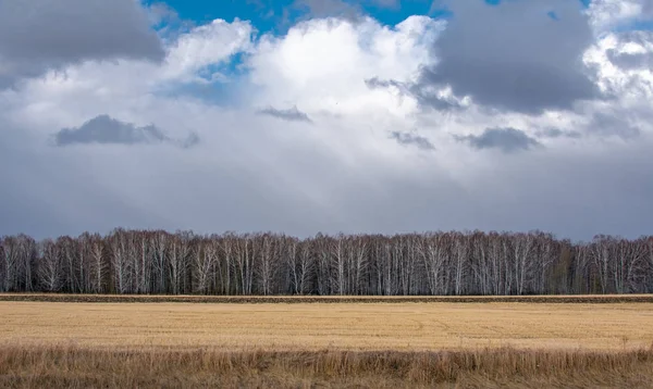 sonbahar orman ve kuru çim