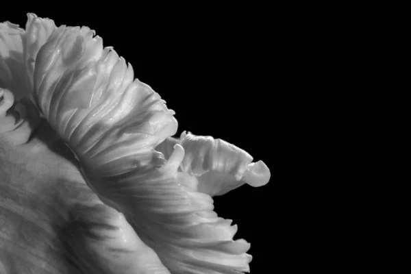 Çiçekler siyah ve beyaz olarak yakın plan