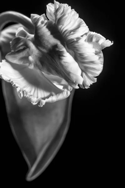 siyah ve beyaz lale çiçeği