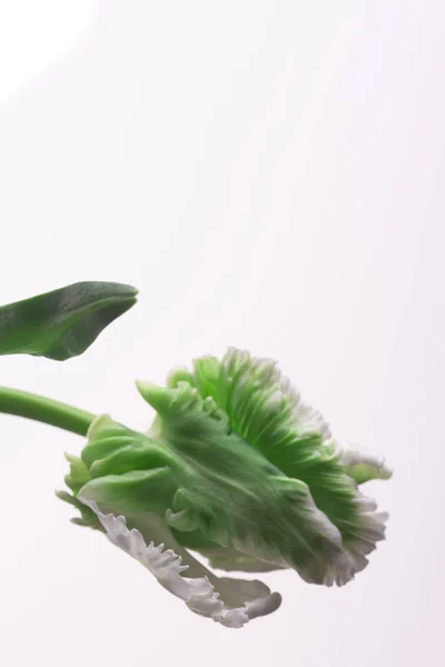 beyaz zemin üzerine Beyaz Lale