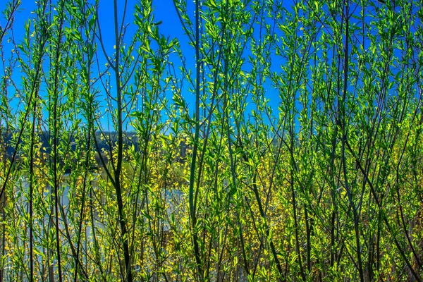 Hojas verdes de árboles contra un cielo azul — Foto de Stock