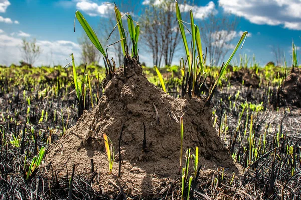 güneş yeşil çim ve mavi gökyüzünde karınca yuvası