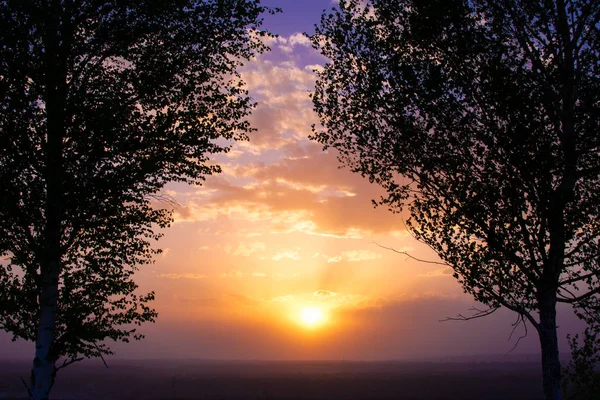 Tramonto tra due betulle contro il cielo con le nuvole Fotografia Stock