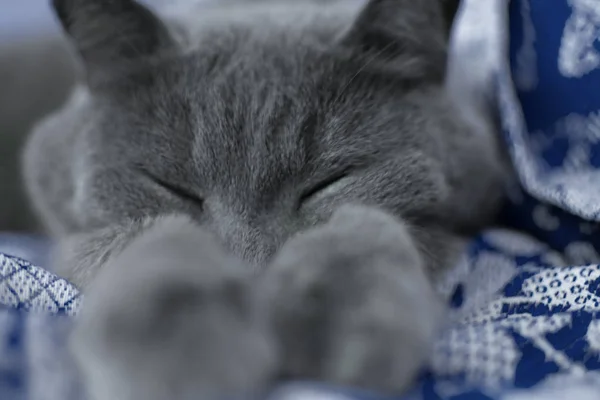 bir yatakta uyuyan İngiliz kedi yakın çekim