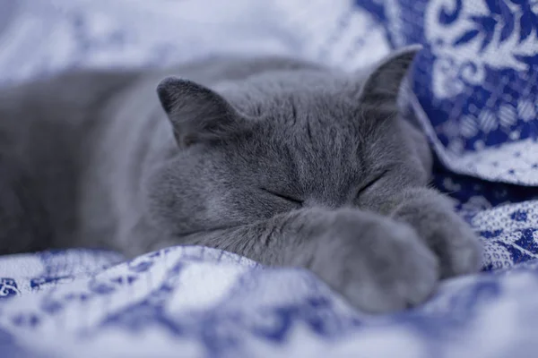 bir yatakta uyuyan İngiliz kedi yakın çekim