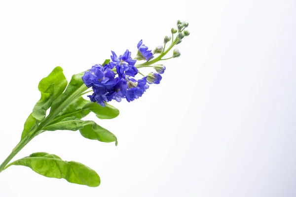 Beautiful little blue flowers on white background — Stock Photo, Image