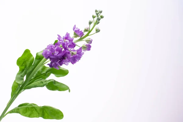 beyaz arka plan üzerinde güzel küçük mor çiçekler