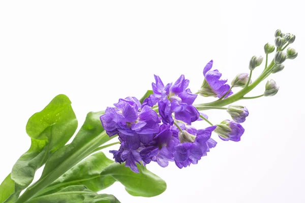 beyaz bir arka plan yakın çekim güzel küçük mor çiçekler