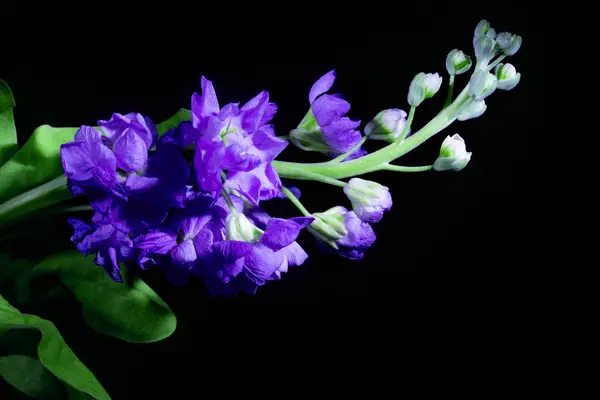 siyah bir arka plan yakın çekim güzel küçük mavi çiçekler