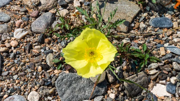 Baykal Gölü'nün kötü bitki örtüsü, taşlar arasında bir çiçek