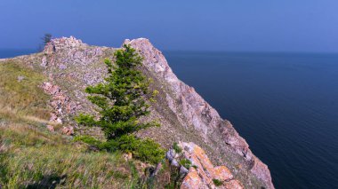 ladin baykal gölü yakınındaki bir kaya üzerinde yetişir