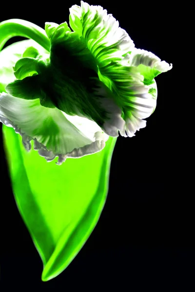Τουλίπα λευκό λουλούδι — Φωτογραφία Αρχείου