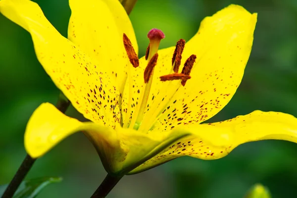 bahçede daylily sarı çiçek closeup