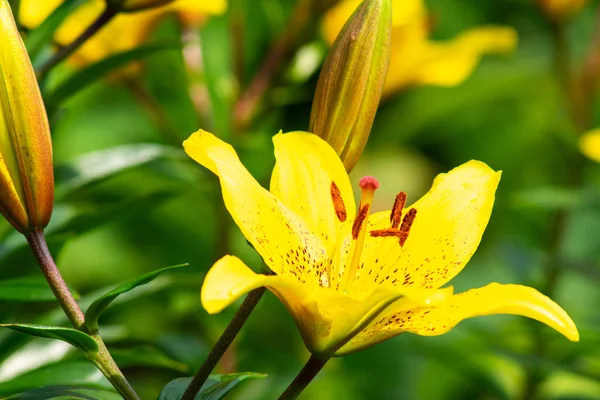 Fiore giallo giglio con boccioli in giardino Immagini Stock Royalty Free