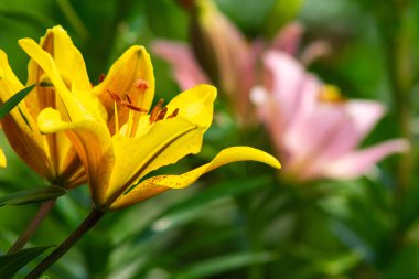 bahçede pembe daylily arka planda sarı daylily