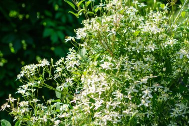 küçük beyaz çiçekler convolvulus güneşte yakın