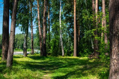 nehir tarafından yol ve yeşil orman
