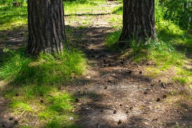 ormandaki ağaçlar arasındaki yol