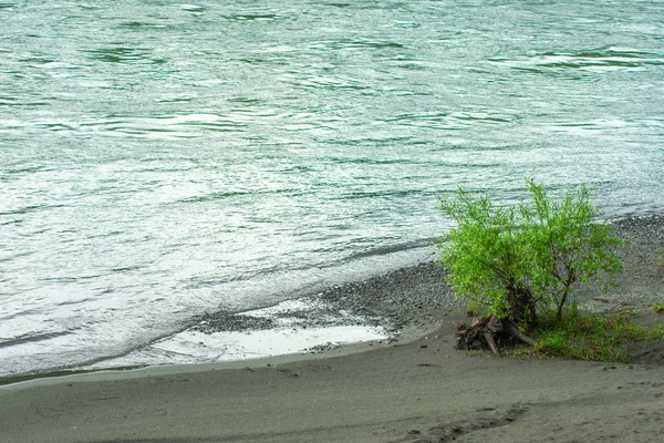turkuaz bir nehrin kıyısında küçük çalı