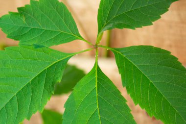 yeşil yaprakları closeup bulanık arka plan