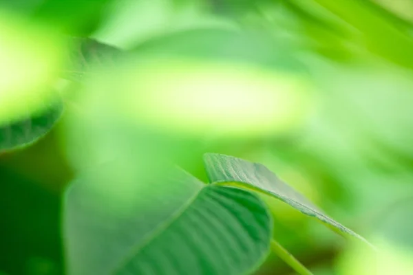güneş bulanık arka planda yeşil yapraklar