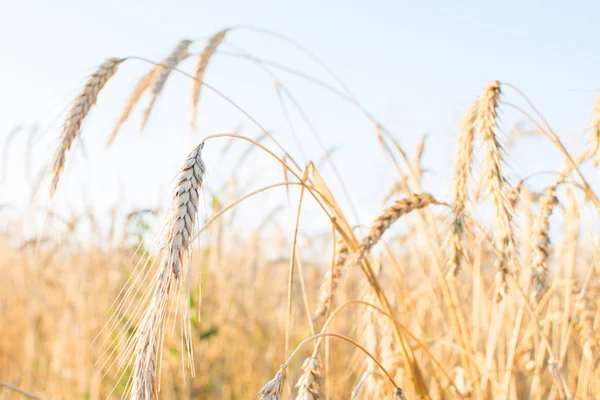 güneşte tarlada altın buğday