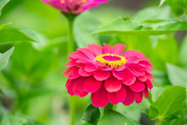 parlak çiçek kırmızı zinnia bulanık yeşil arka plan