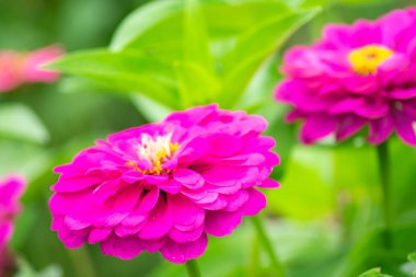 parlak pembe çiçek zinnia bulanık yeşil arka plan
