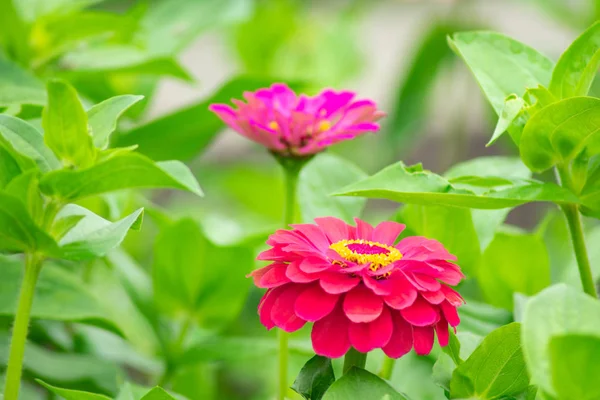 Flor roja zinnia borrosa fondo verde —  Fotos de Stock