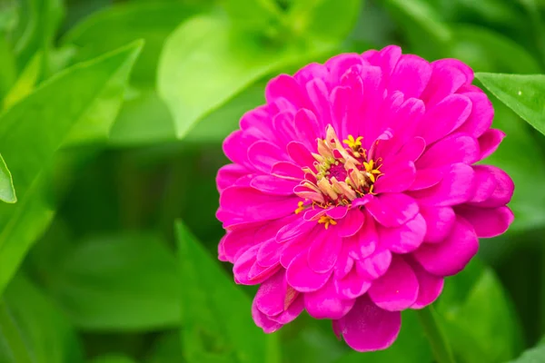 parlak pembe çiçek zinnia bulanık yeşil arka plan