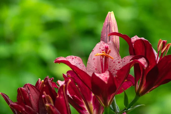 yağmur sonra kırmızı daylily çiçek 