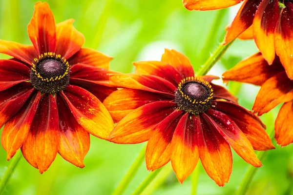 turuncu rudbeckia çiçek bulanık yeşil arka plan