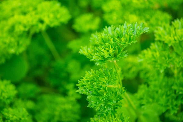 Perejil sobre un fondo verde borroso — Foto de Stock