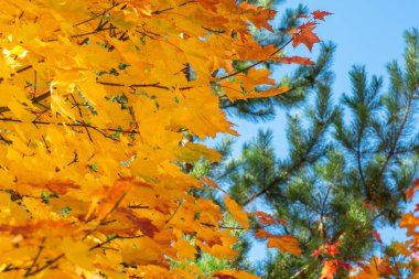 Sarı ve yeşil akçaağaç yaprakları mavi gökyüzünün arka planında