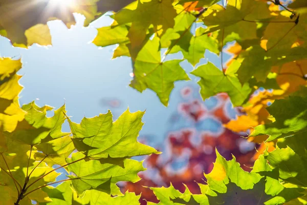 sonbahar akçaağaç yaprakları ile güneş ışığı