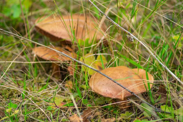 Sarı ve yeşil akçaağaç yaprakları mavi gökyüzünün arka planında