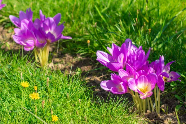 Çiçek tarlasında yeşil çimenlikteki timsahlar