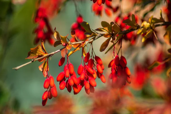 Barberry Tunberg 'in kırmızı meyveleri parkta