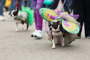Beggin Pet Parade