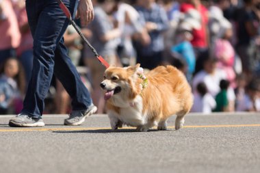 Ulusal Kiraz Çiçeği Geçit Töreni 2018