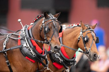 Circus şehir Festivali Parade