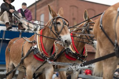 Muziek Parade Hollanda 2018