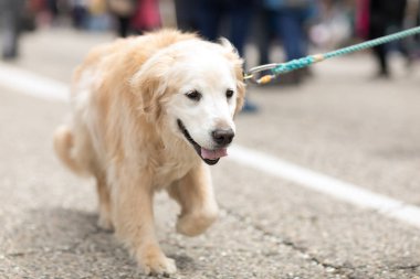 Muziek Parade Hollanda 2018