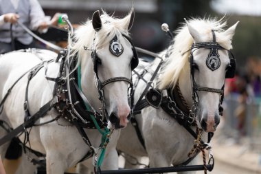 Mardi Gras Geçit Töreni New Orleans