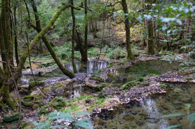 Meksika 'nın Tamaulipas eyaletinde El Cielo olarak bilinen ormanda şelale.