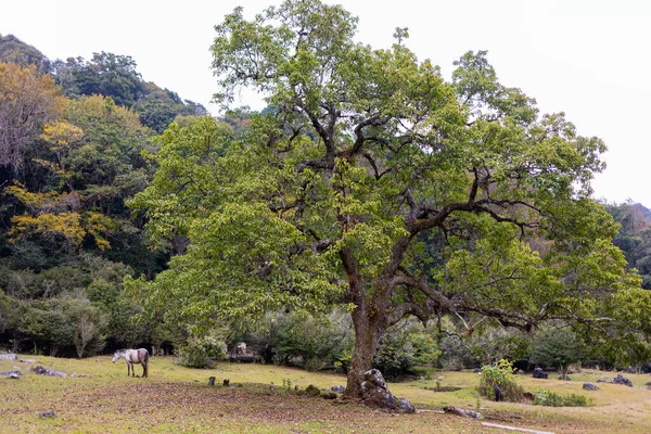 Gran Árbol Valle Medio Las Montañas Cielo Tamaulipas México — Foto de Stock