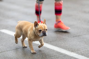 Cincinnati, Ohio, ABD - 22 Haziran 2019: Cincinnati Onur Yürüyüşü, Pug yağmurun altında yürüyor