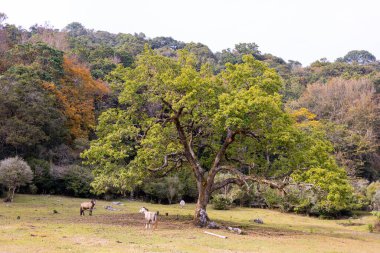 El Cielo, Tamaulipas, Meksika 'daki dağların ortasındaki bir vadide büyük bir ağaç.