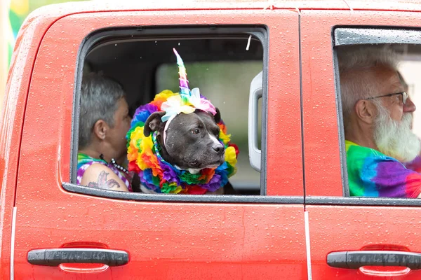 Cincinnati Ohio Junio 2019 Desfile Del Orgullo Cincinnati Perro Con — Foto de Stock
