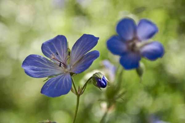 Lirio Floreciente Del Valle Con Una Abeja Las Hojas — Foto de Stock